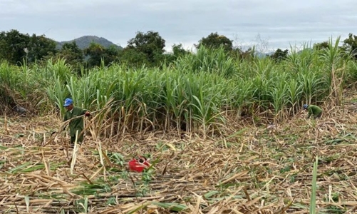 Tranh thủ giá đường tăng cao, các nhà máy hoạt động tối đa công suất 