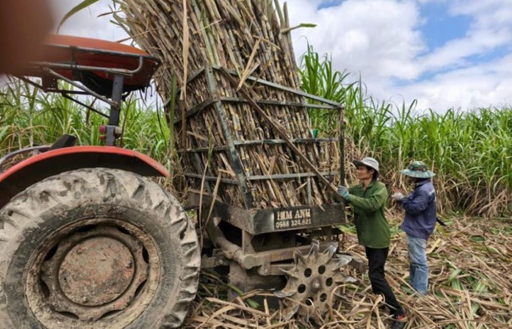 Nông dân trồng mía ở Phú Yên đang tập trung thu hoạch mía.