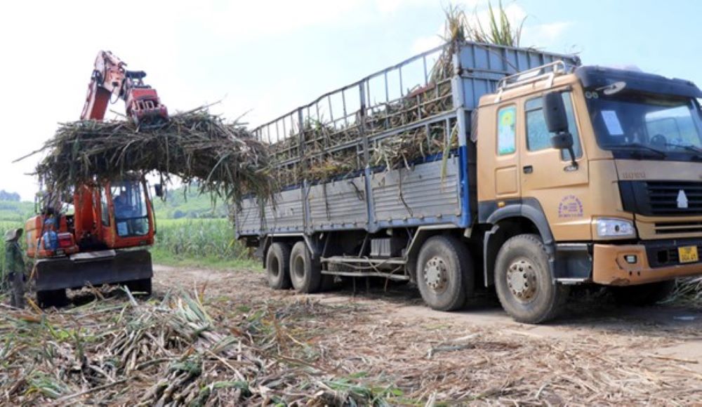 Các nhà máy đường tại Việt Nam hiện đang tập trung thu mua mía để hoạt động với công suất cao nhất.