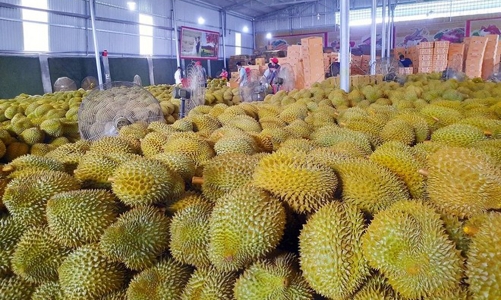 Đài Loan tiếp tục kiểm tra sầu riêng nhập khẩu từ Việt Nam đến 30/4/2025
