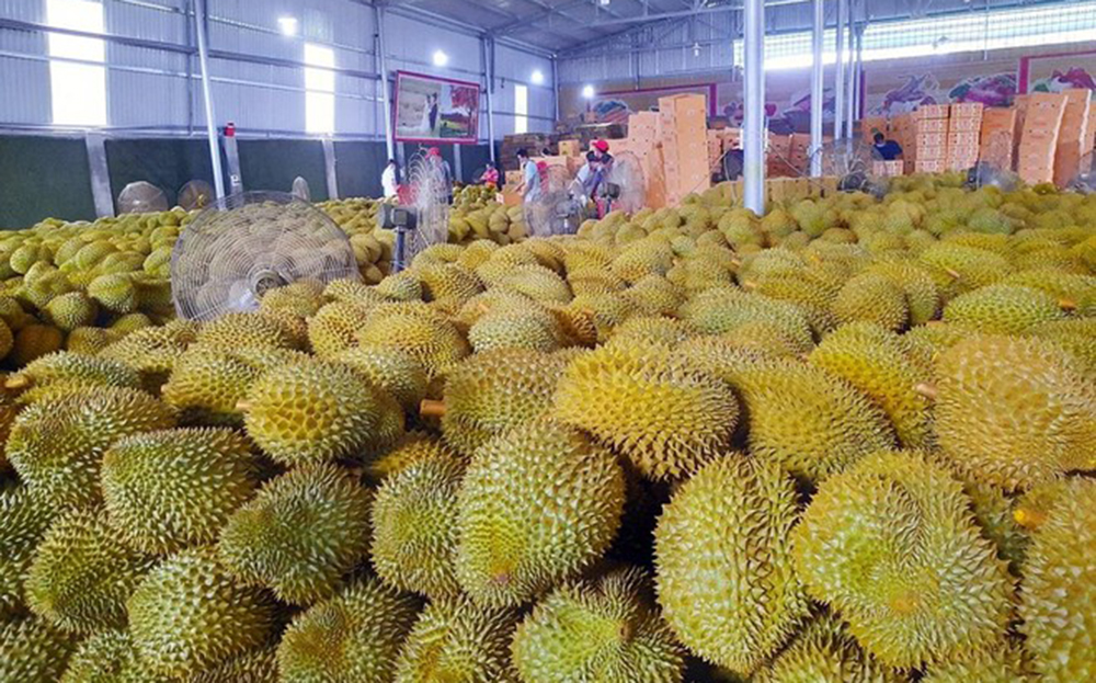 Sầu riêng Việt Nam hiện có chỗ đứng vứng chắc tại Đài Loan.