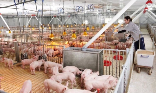 Giá lợn hơi tăng cao, liệu có lo thiếu thịt?