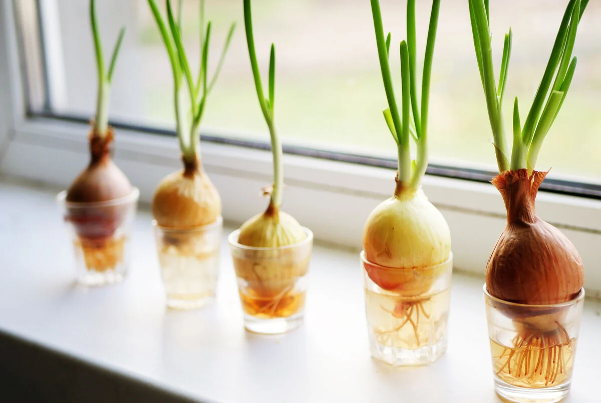 Nhiều người đ&atilde;&nbsp;đặt củ h&agrave;nh l&ecirc;n miệng cốc nước chờ h&agrave;nh mọc rễ, l&aacute; với hy vọng 