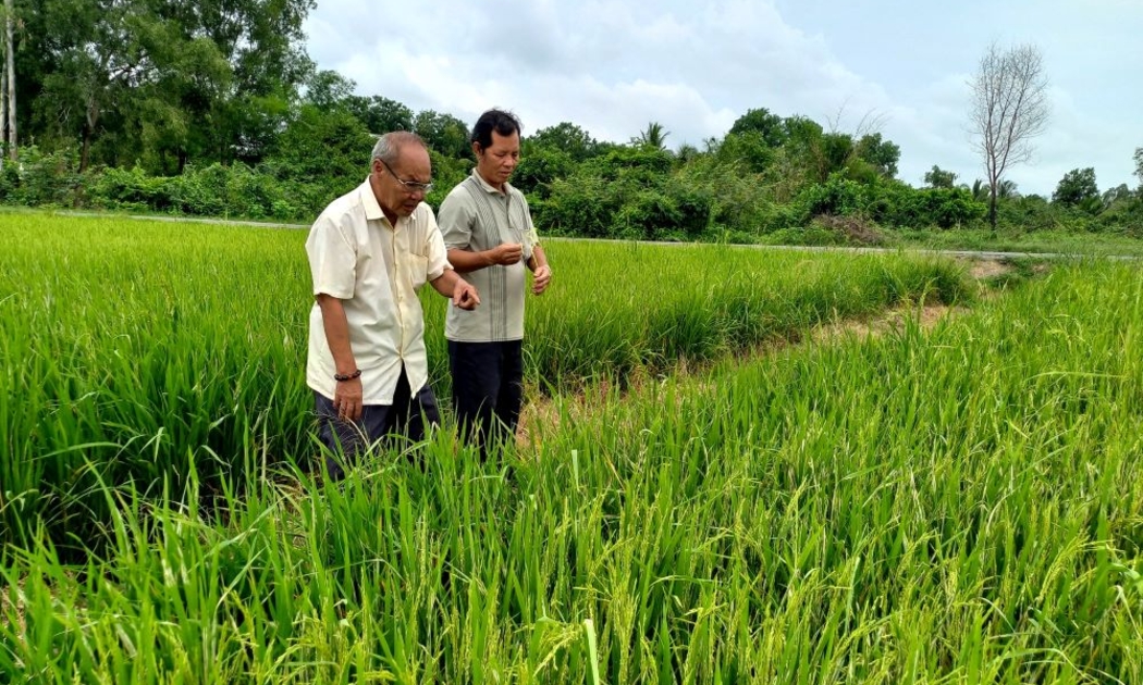 Trồng lúa giảm phát thải.