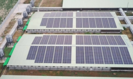 BAF Việt Nam tiên phong ứng dụng năng lượng mặt trời trong chăn nuôi