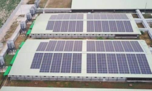BAF Việt Nam tiên phong ứng dụng năng lượng mặt trời trong chăn nuôi 