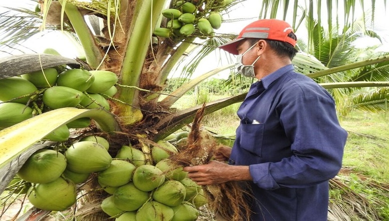 Coconut export revenue hits 14-year high in 2024