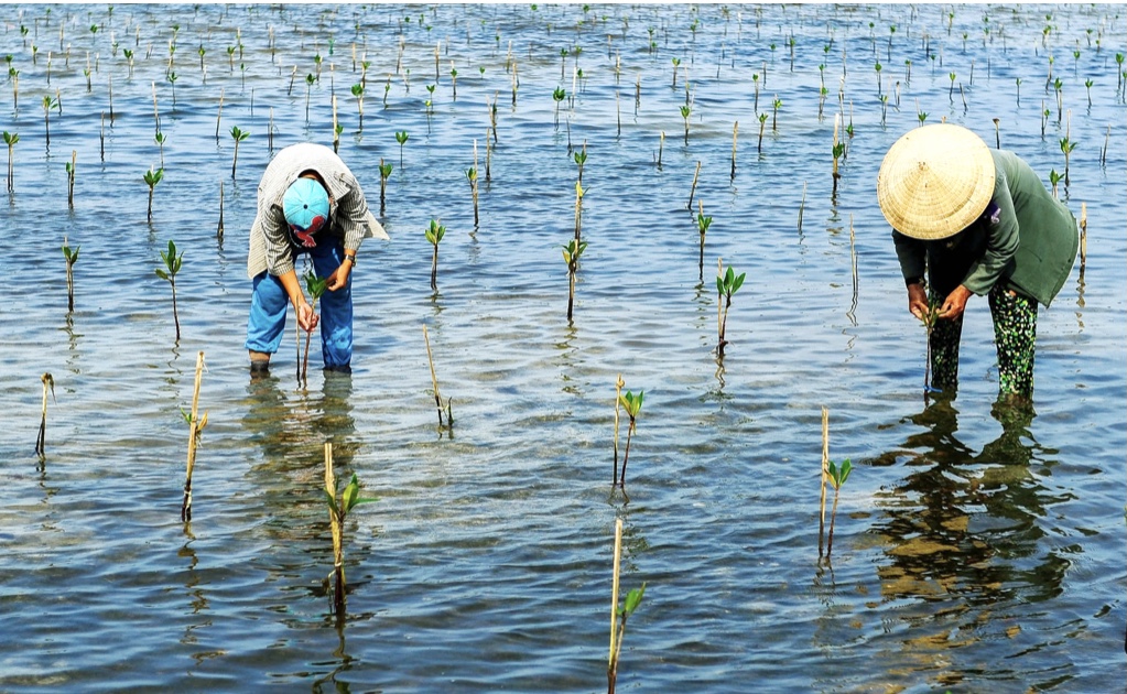 Trồng  rừng  ngập mặn ven sông Trường Giang, Quảng Nam.
