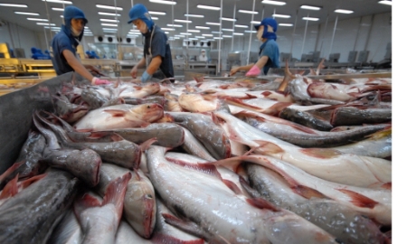 Khối thị trường CPTPP vươn lên vị trí thứ hai về nhập khẩu cá tra Việt Nam