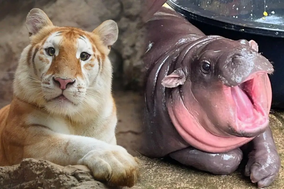 C&aacute;c lo&agrave;i động vật hoang d&atilde; ở sở th&uacute; như&nbsp;Moo Deng hay Nong Ava cũng gi&uacute;p thu h&uacute;t du kh&aacute;ch tới Th&aacute;i Lan.