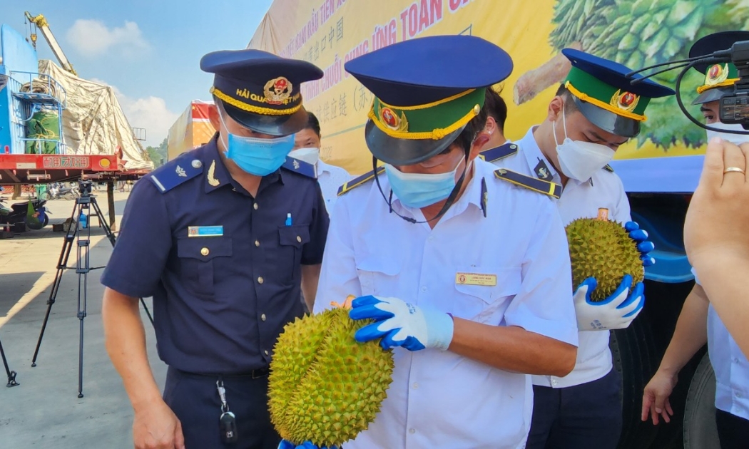 Cơ quan chức năng phối hợp kiểm tra sầu riêng tại cửa khẩu