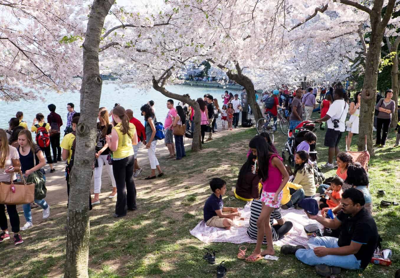 Lễ hội hoa anh đào tại thủ đô Washington năm nay dự kiến diễn ra từ ngày 20/3 đến to 13/4/2025.