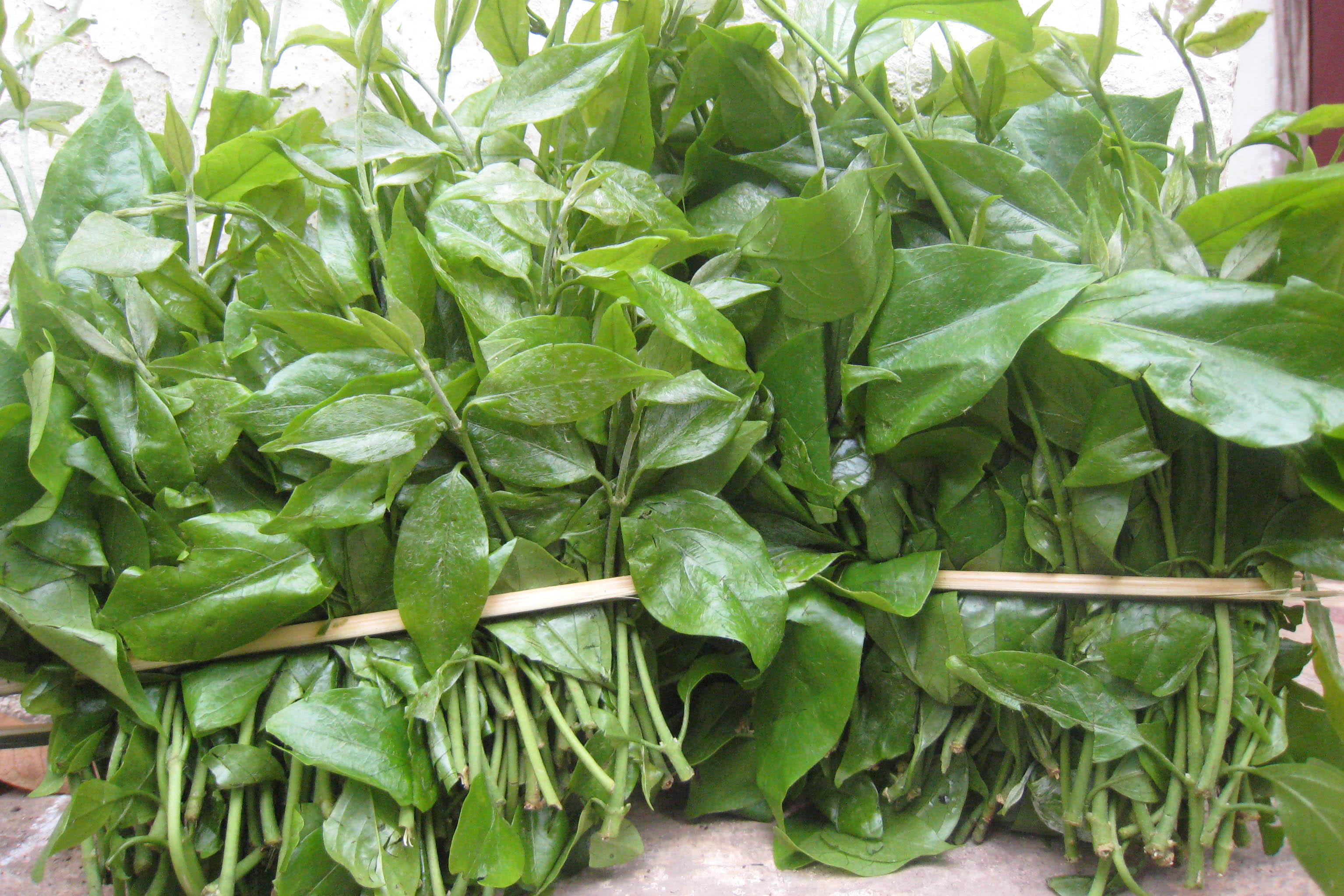 Rau sắng còn được người dân nhiều nơi gọi là rau ngót rừng, rau mì chính...