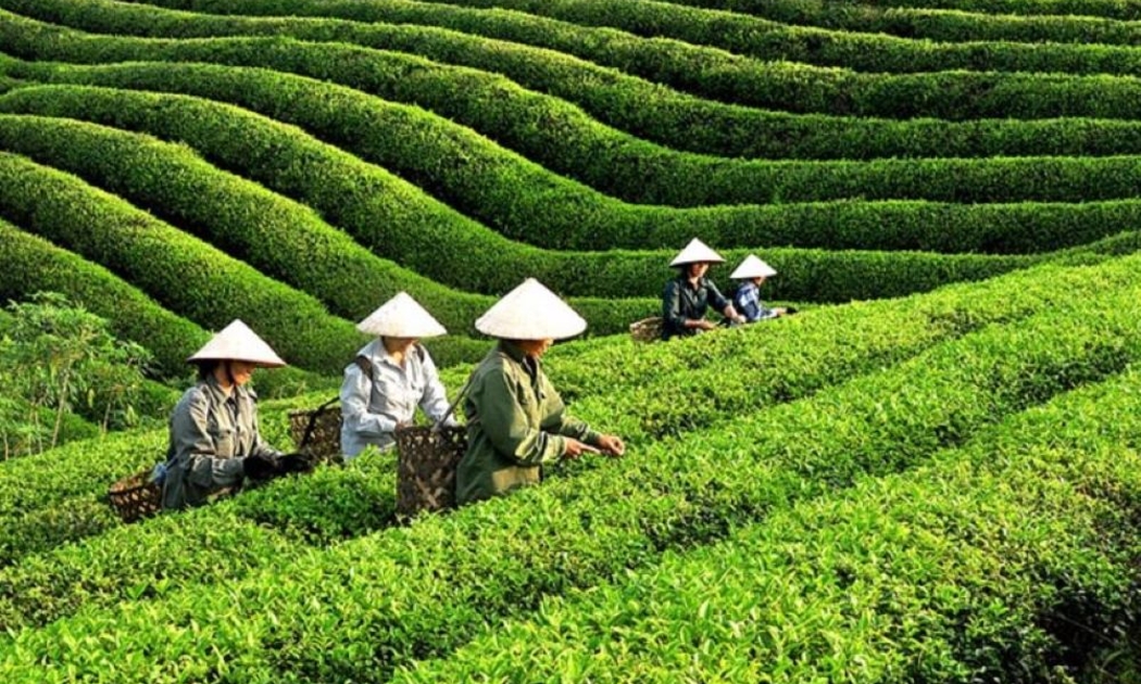 Sản xuất chè hữu cơ để nâng cao giá trị xuất khẩu