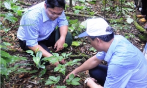 Phê duyệt Đề án phát triển công nghiệp dược liệu tại tỉnh Quảng Nam với Sâm Ngọc Linh là cây chủ lực