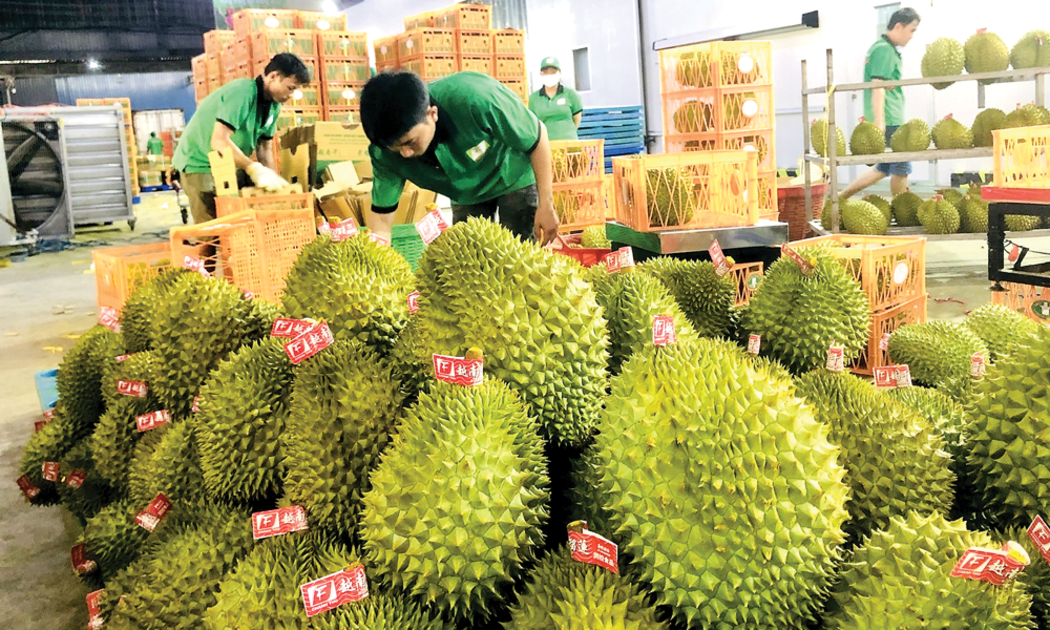 Xuất khẩu sầu riêng sang Trung Quốc phải có giấy kiểm nghiệm chất