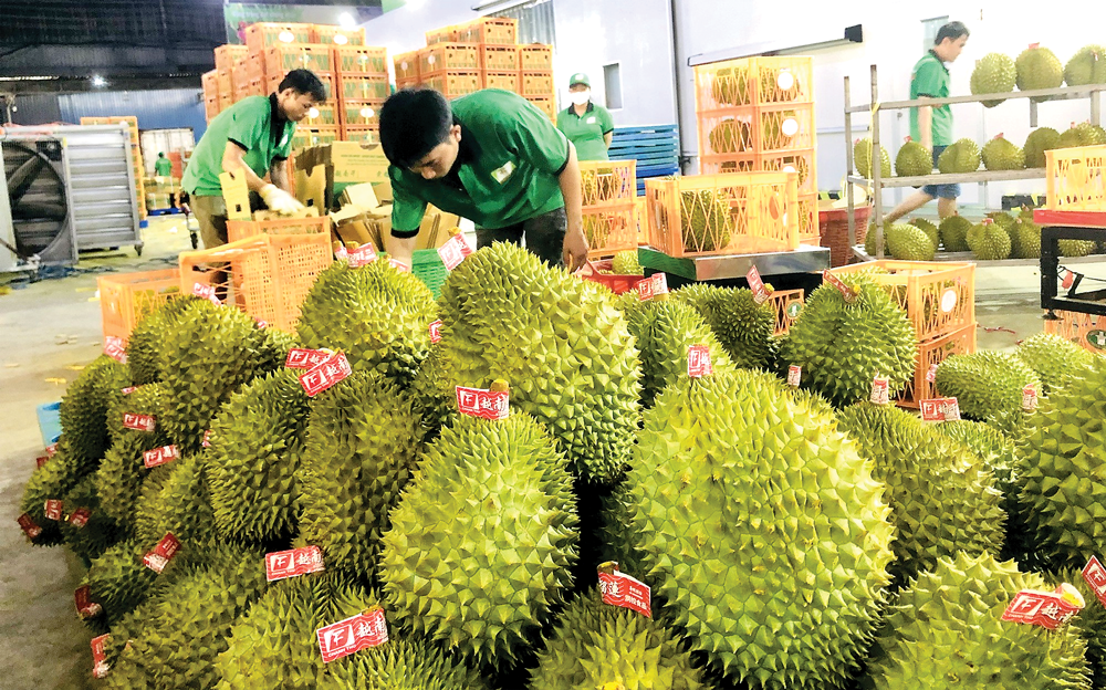 Xuất khẩu sầu riêng sang Trung Quốc phải có giấy kiểm nghiệm chất "Vàng Ô"