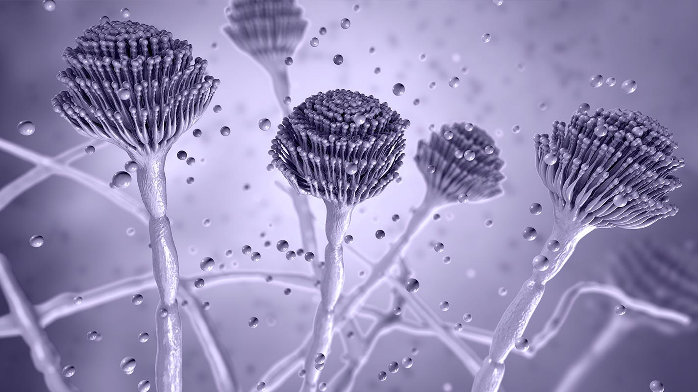 Aspergillus là loại nấm phổ biến trong môi trường.