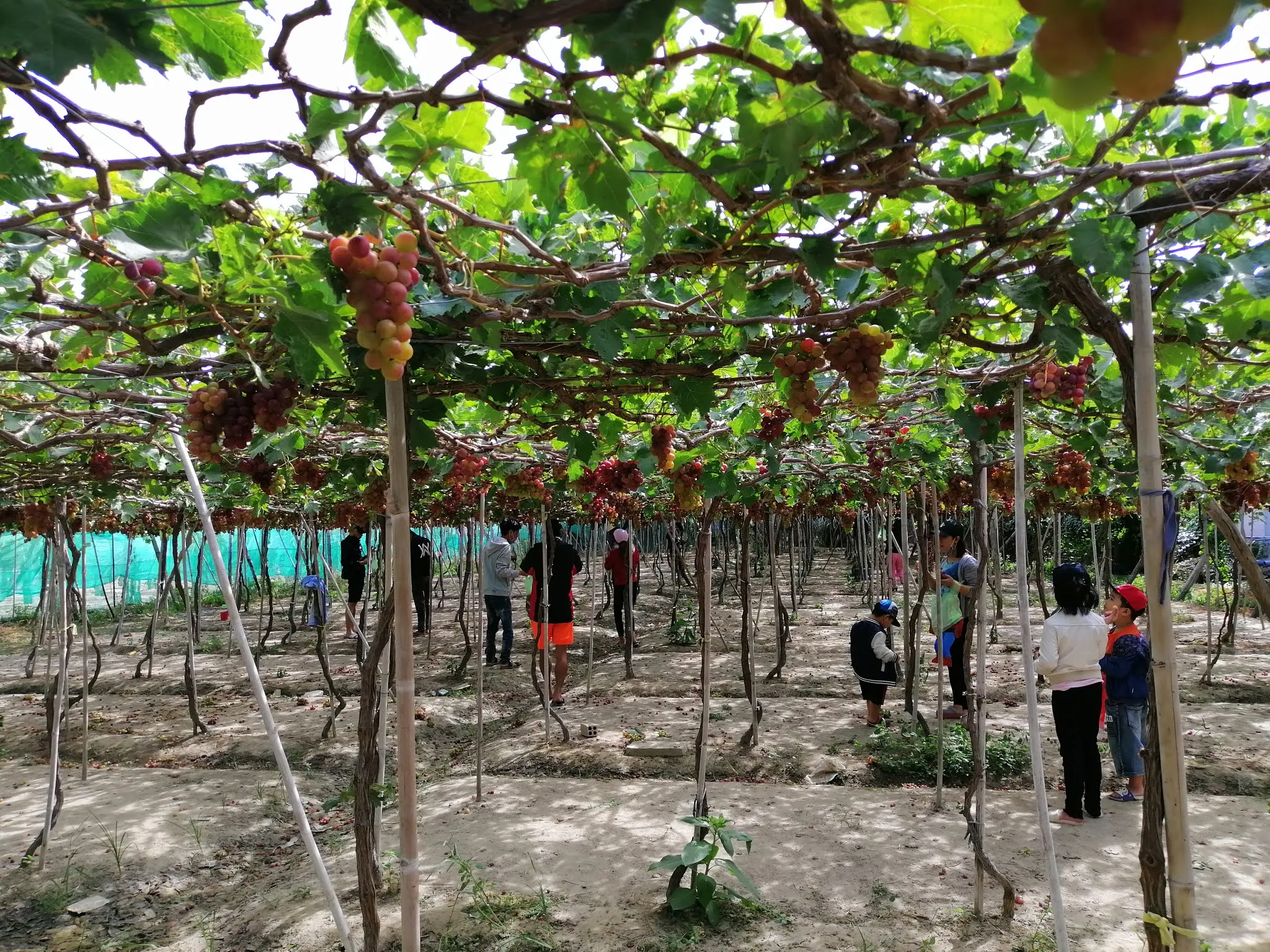 Vườn Nho thuộc địa phận xã Phước Thể, huyện Tuy Phong, Bình Thuận.