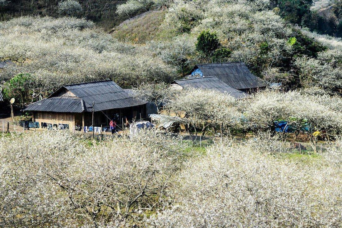 Thung lũng hoa mận Nà Ka, Mộc Châu.