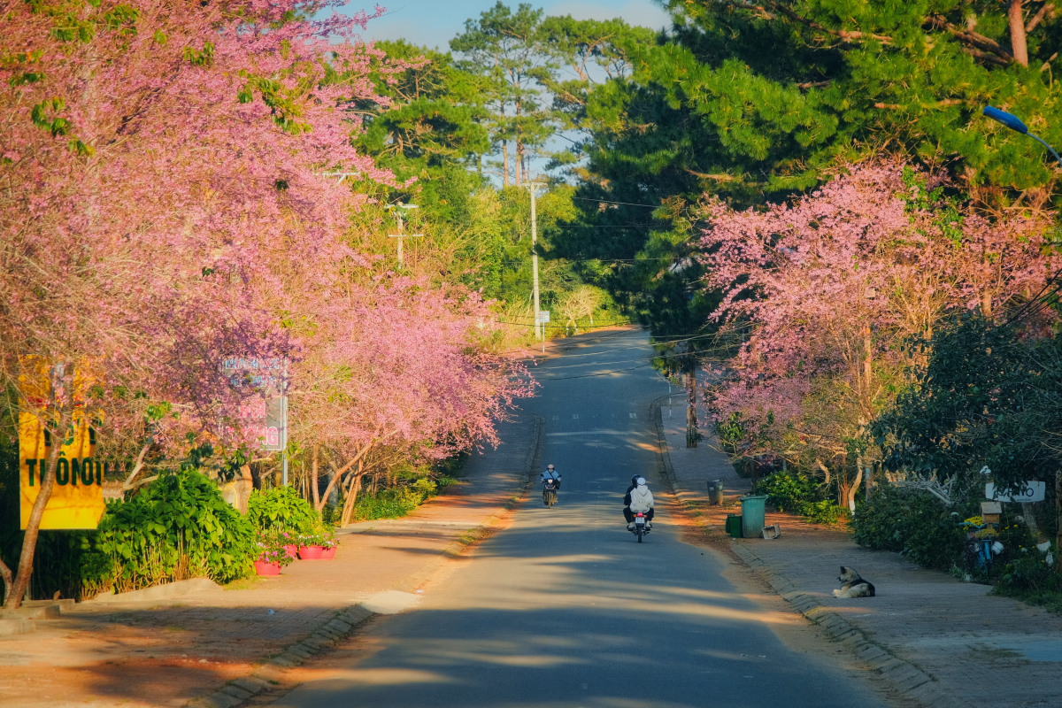 Mai anh đào ở Măng Đen bắt đầu nở rộ từ những ngày giáp Tết, rực rỡ nhất tại hồ Đăk Ke, thác Ba Sỹ, chùa Khánh Lâm, đường lên núi Ngọc Lễ...