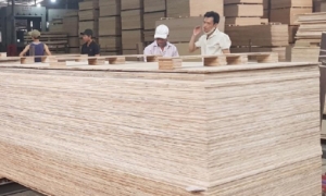 Ngăn chặn sản phẩm gỗ dán mạo nhận xuất xứ Việt Nam xuất khẩu sang Hoa Kỳ