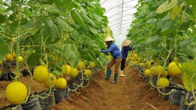 Strategy needed for Vietnamese organic food to tap Nordic demand