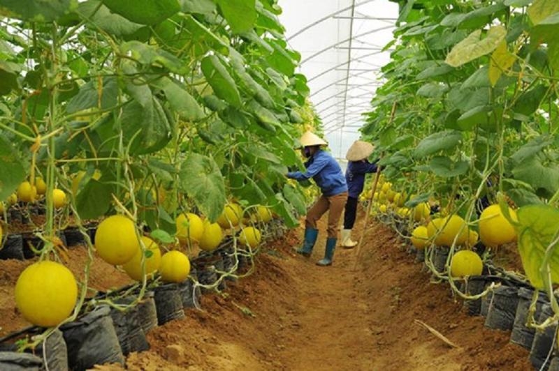 Strategy needed for Vietnamese organic food to tap Nordic demand