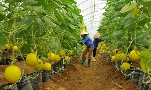 Xây dựng chiến lược thâm nhập thị trường Bắc Âu cho các sản phẩm hữu cơ Việt Nam