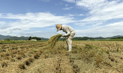 Nguyên nhân bí ẩn việc Nhật Bản thiếu 230.000 tấn gạo