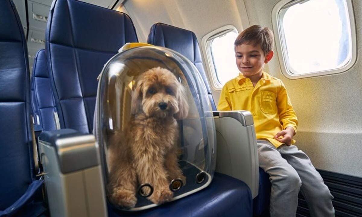 Đa số các hãng hàng không hiện cung cấp khoang riêng cho thú cưng hoặc cho phép mang lên cabin.