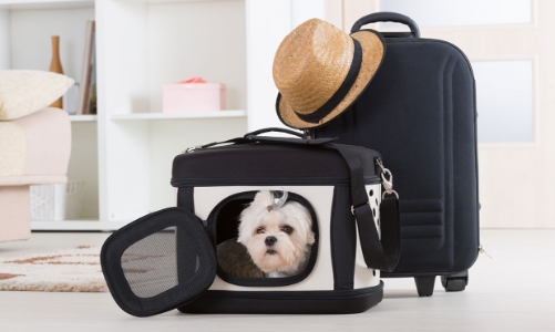 Hàng không, khách sạn, du thuyền ngày càng thân thiện với thú cưng