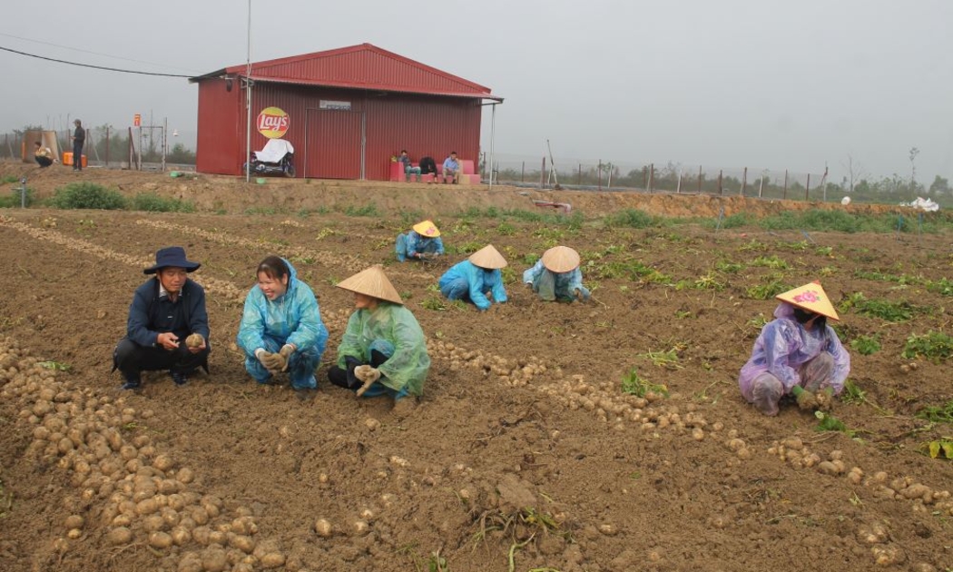 Thu hoạch khoai tây tại Quế Võ, Bắc Ninh ngày 14/3/2025. Ảnh Chu Khôi.