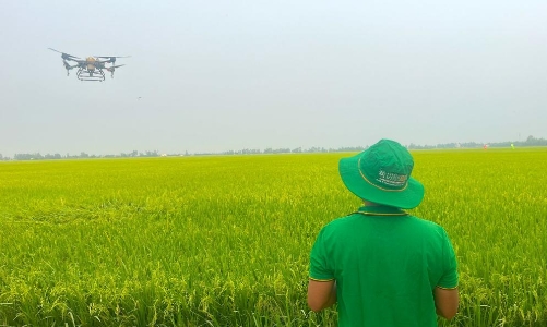 Doanh nghiệp được trao tiền tỷ từ liên kết trồng lúa giảm phát thải khí nhà kính