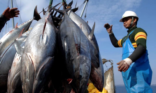 Xuất khẩu hải sản nguy cơ gặp khó tại thị trường Hoa Kỳ