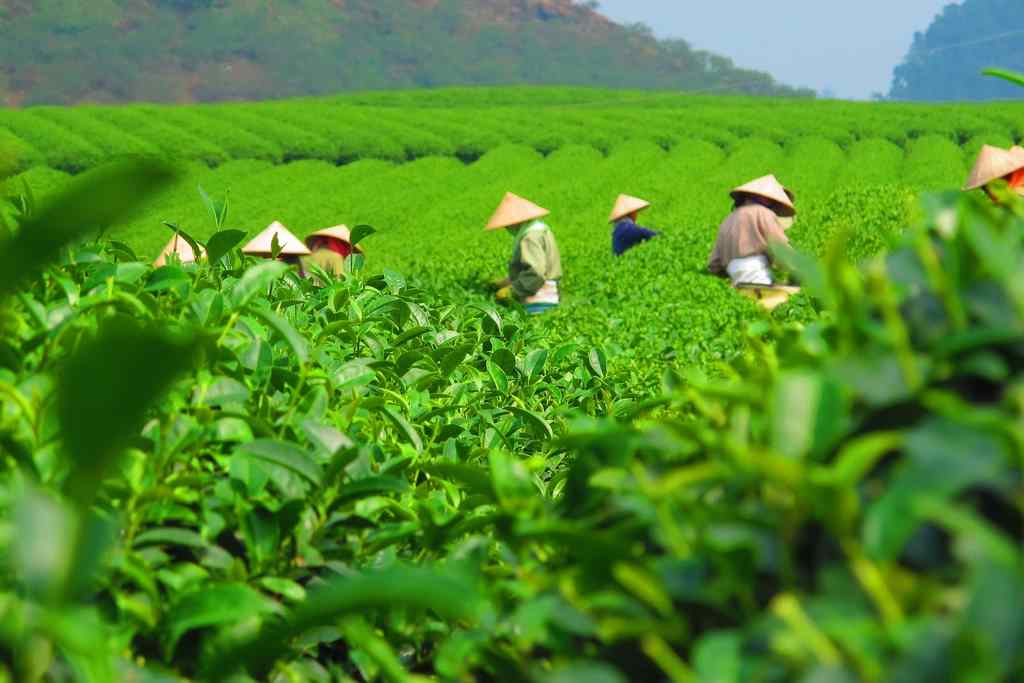 Người nông dân Thái Nguyên thu hoạch trà tại Đồi chè Tân Cương