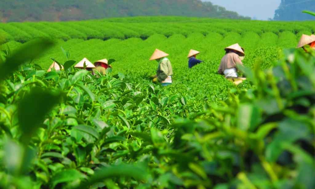 Người nông dân Thái Nguyên thu hoạch trà tại Đồi chè Tân Cương