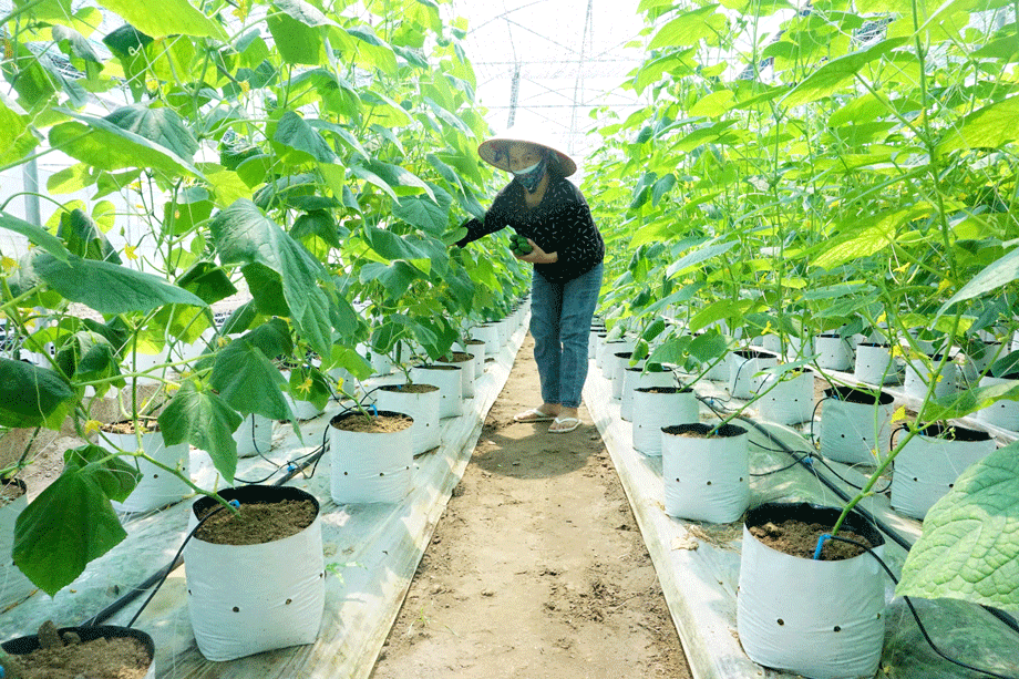 N&ocirc;ng d&acirc;n Th&aacute;i Nguy&ecirc;n đ&atilde; v&agrave; đang ứng dụng c&aacute;c c&ocirc;ng nghệ ti&ecirc;n tiến như nh&agrave; m&agrave;ng, nh&agrave; lưới để kiểm so&aacute;t m&ocirc;i trường sản xuất, hệ thống tưới phun, tưới nhỏ giọt tự động, canh t&aacute;c tr&ecirc;n gi&aacute; thể v&agrave; sản xuất theo ti&ecirc;u chuẩn VietGAP v&agrave; hướng hữu cơ.