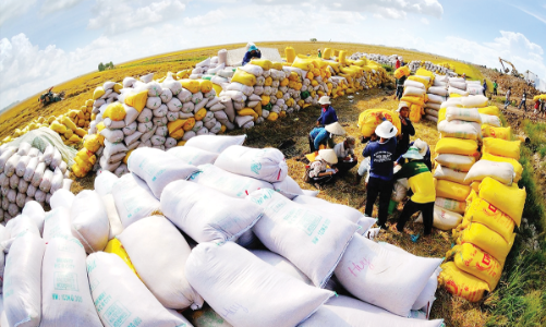 Xuất khẩu khởi sắc giúp hỗ trợ giá gạo phục hồi