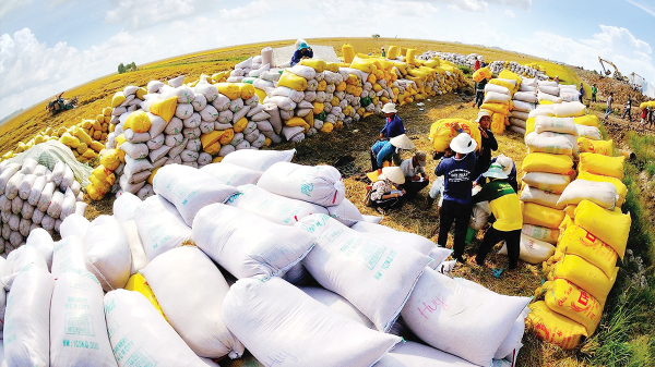 Xuất khẩu khởi sắc giúp hỗ trợ giá gạo phục hồi