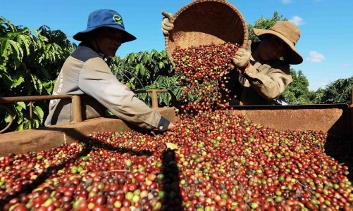 Giá cà phê xuất khẩu lập kỷ lục hơn 5.800 USD/tấn