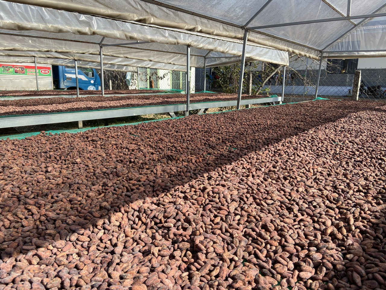 Hạt cacao được phơi dưới nắng sau khi đã lên men.