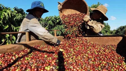 Vietnam's coffee export value increased significantly 