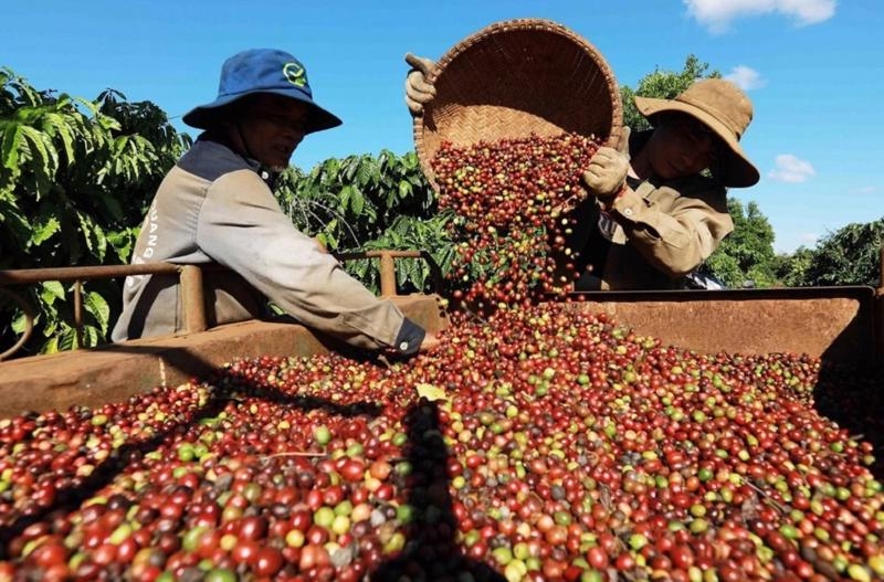 Vietnam's coffee export value increased significantly 