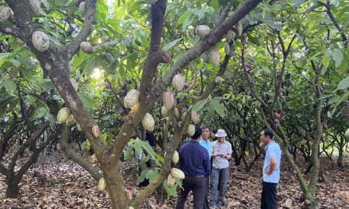 Sản xuất tuần hoàn: Nâng cao vị thế cacao Việt 
