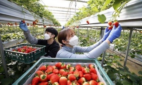 Đưa hơn 37.000 người đi lao động nước ngoài trong quý 1/2025