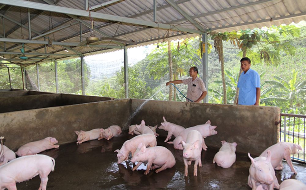 Chăn nuôi nông hộ vẫn rất bấp bênh.