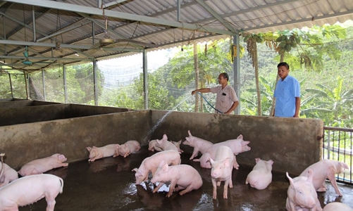 Giá lợn thịt tăng cao, người chăn nuôi vẫn không được lợi