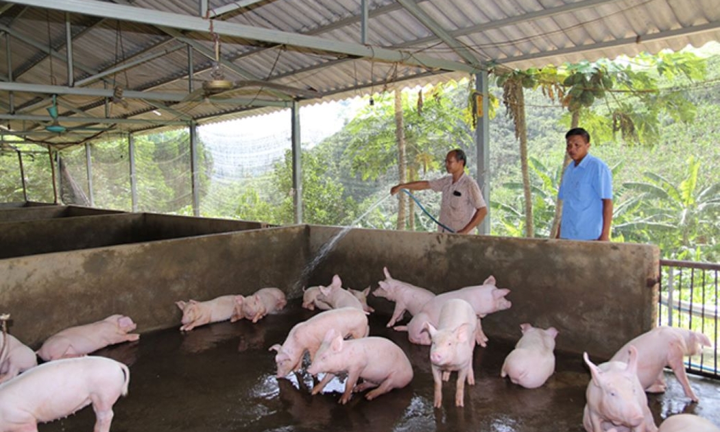 Chăn nuôi nông hộ vẫn rất bấp bênh.