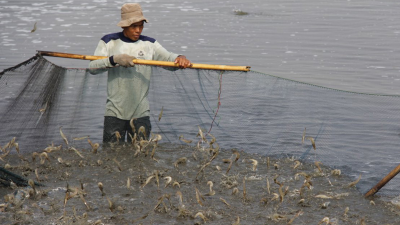 Vietnam aims for sustainable shrimp production to meet global demand